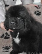 Превью фото № 147097