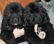 Превью фото № 147126