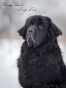 Превью фото № 147156