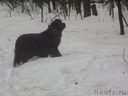 Превью фото № 147168