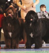 Превью фото № 147210