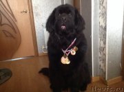 Превью фото № 147301