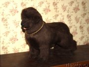 Превью фото № 147338