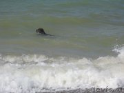 Превью фото № 147354