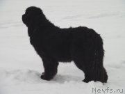 Превью фото № 147390