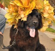 Превью фото № 147393