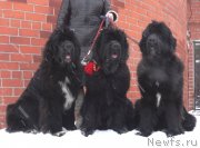 Превью фото № 147417