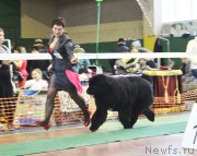 Превью фото № 147463