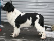 Превью фото № 147496