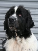 Превью фото № 147498