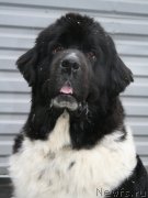 Превью фото № 147511