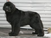 Превью фото № 147521