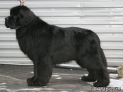 Превью фото № 147522