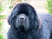 Превью фото № 147552