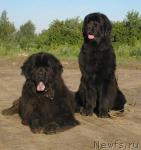 Превью фото № 14756