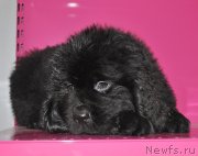 Превью фото № 147694