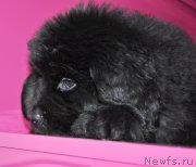 Превью фото № 147695