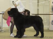 Превью фото № 147790