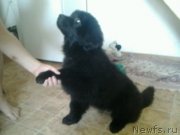 Превью фото № 147932