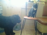 Превью фото № 147933