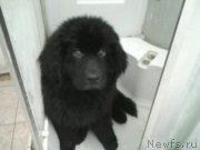 Превью фото № 147935