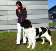 Превью фото № 147938