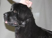 Превью фото № 147975