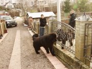 Превью фото № 148007