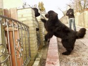 Превью фото № 148008