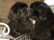 Превью фото № 148013