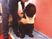 Превью фото № 148017