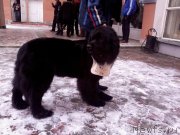 Превью фото № 148018