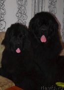 Превью фото № 148125