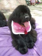 Превью фото № 148134