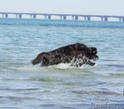 Превью фото № 148153