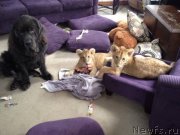 Превью фото № 148183