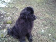 Превью фото № 148189