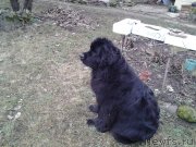 Превью фото № 148190