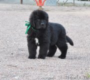 Превью фото № 148191