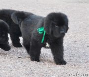 Превью фото № 148192