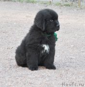 Превью фото № 148194