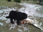 Превью фото № 148196