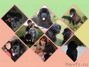 Превью фото № 148197