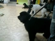 Превью фото № 148206