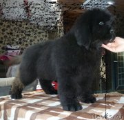 Превью фото № 148266