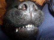 Превью фото № 148296