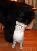 Превью фото № 148298