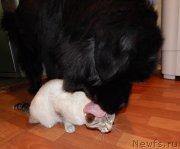 Превью фото № 148299