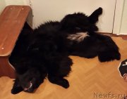 Превью фото № 148300