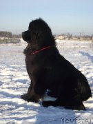 Превью фото № 148314